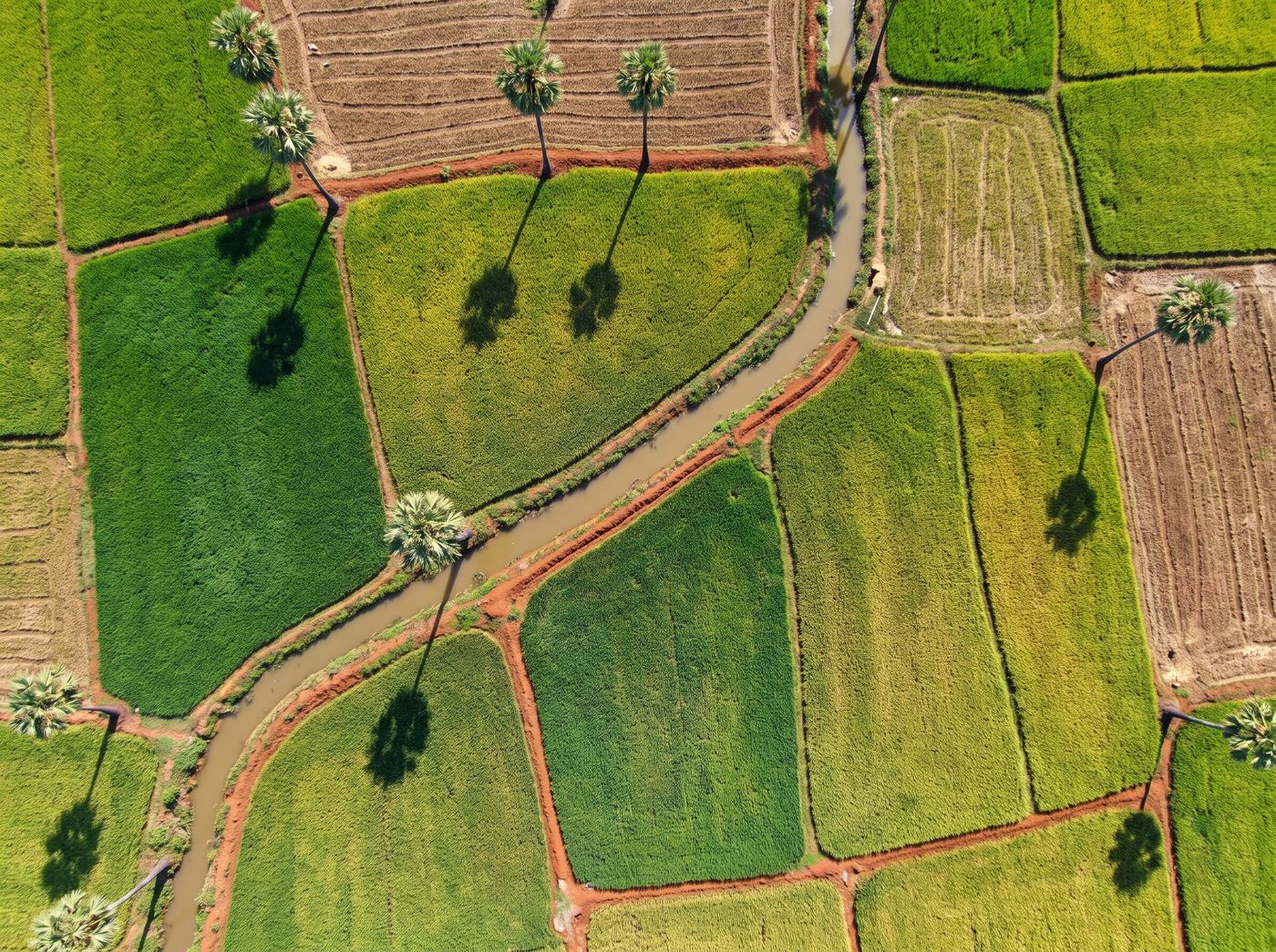Aerial view of small farm plots in different growth stages