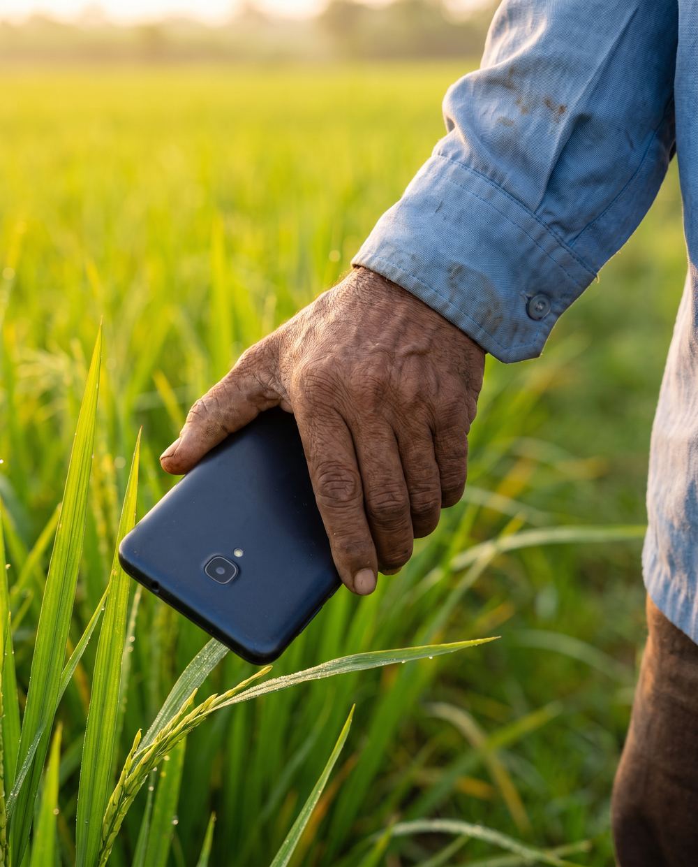 A farmer's hand holding a phone over a paddy plant